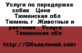 Услуги по передержке собак › Цена ­ 600 - Тюменская обл., Тюмень г. Животные и растения » Услуги   . Тюменская обл.